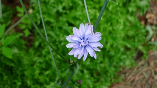 chicory-flower