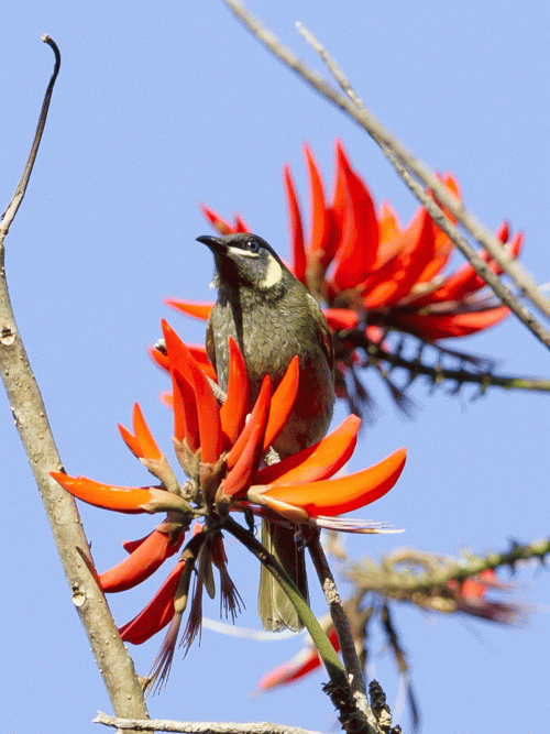 coral-flowers-providing-winter-nectar